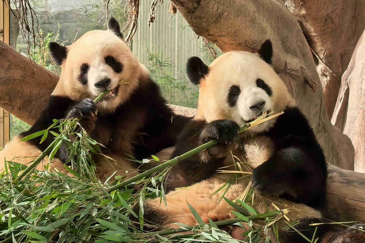 chongqing-zoo-01 chongqing-zoo-01