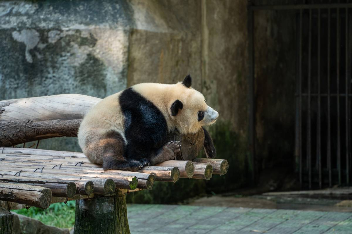 chongqing-zoo chongqing-zoo