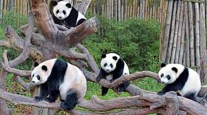 guangzhou-chimelong-safari-park guangzhou-chimelong-safari-park