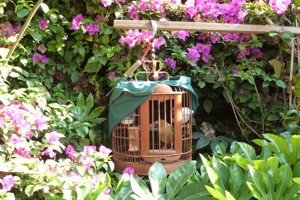 Kunming’s-Flower-Bird-Market Kunming’s-Flower-Bird-Market