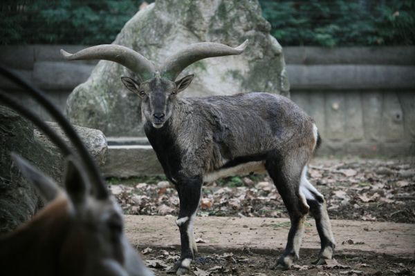 Antelope-House Antelope-House