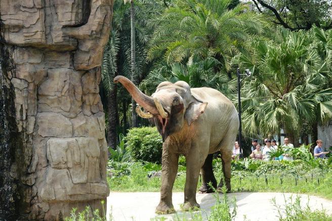 Elephant-House-01 Elephant-House-01