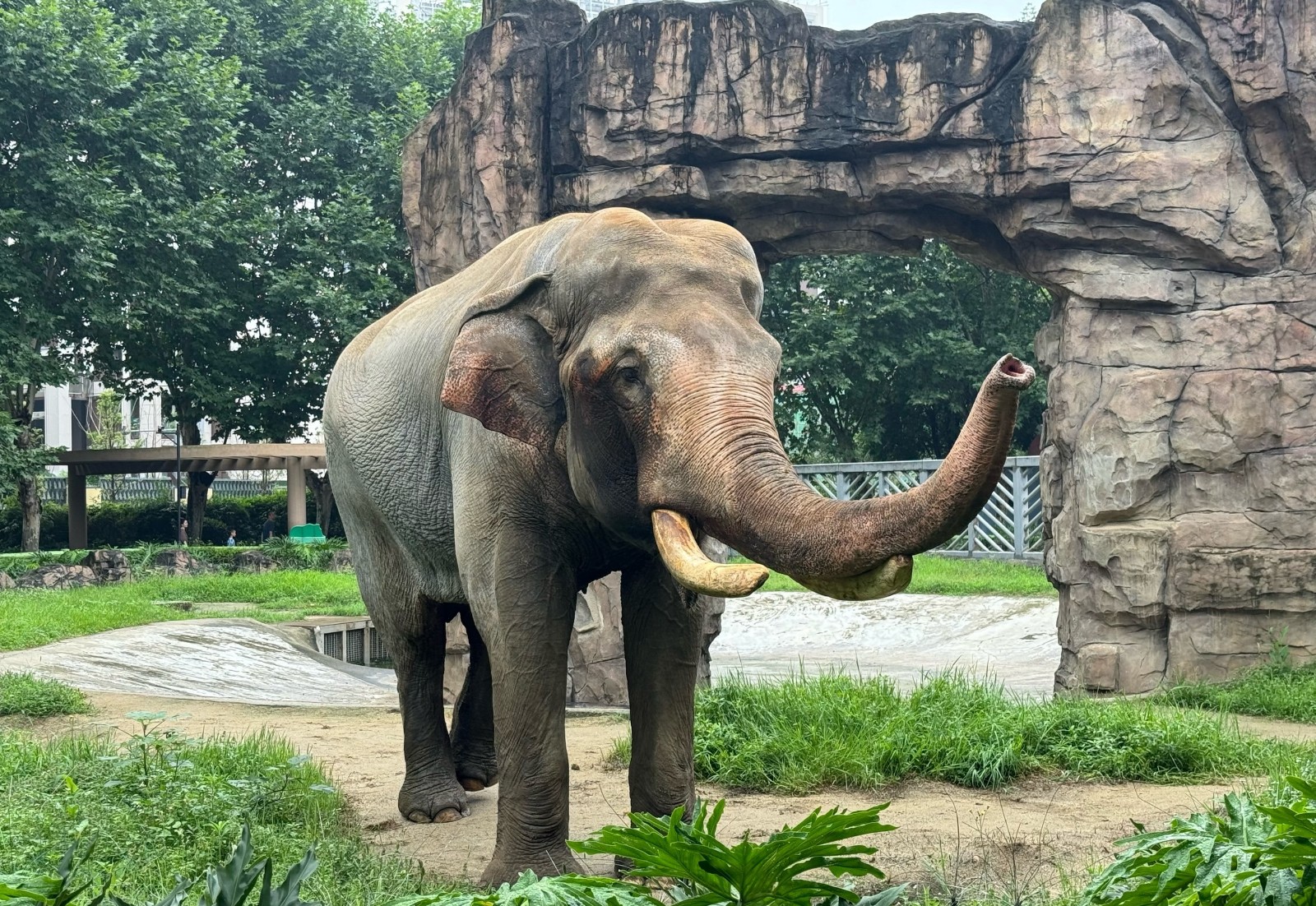 Elephant-House Elephant-House