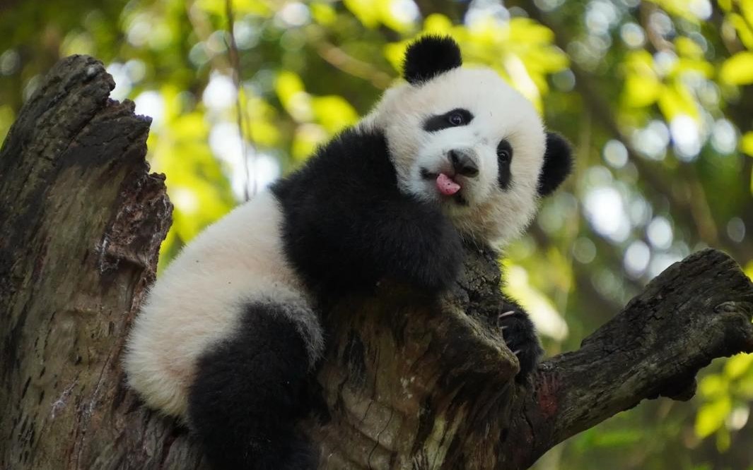 Panda-Pavilion-01 Panda-Pavilion-01