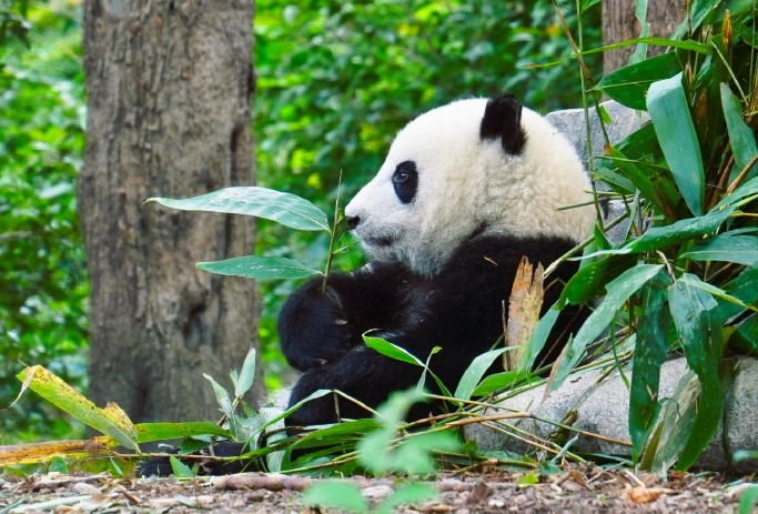 Panda-Pavilion-02 Panda-Pavilion-02