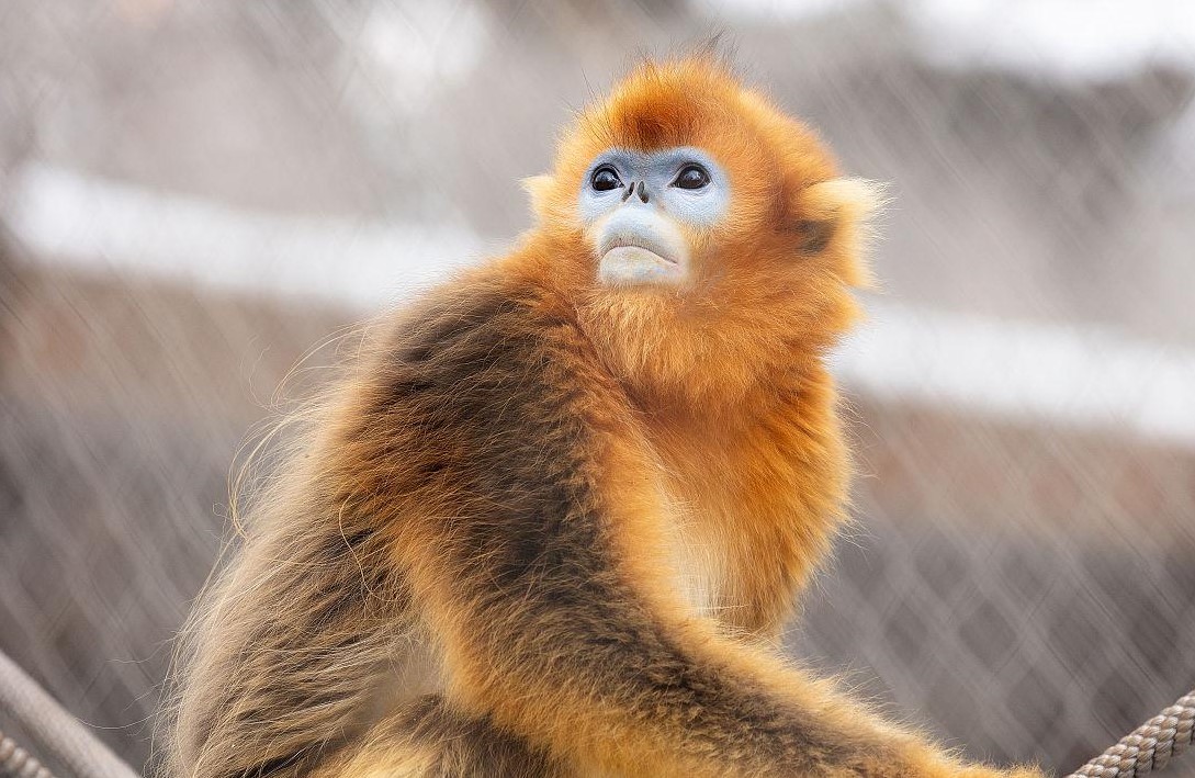 Sichuan-Golden-Snub-nosed-Monkey-House-01 Sichuan-Golden-Snub-nosed-Monkey-House-01