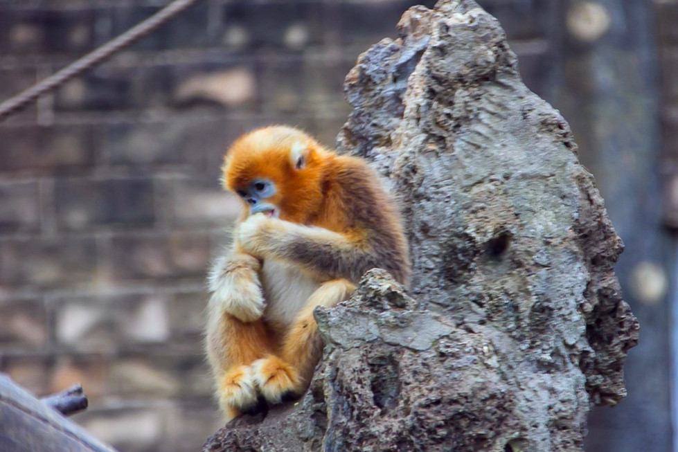 Sichuan-Golden-Snub-nosed-Monkey-House Sichuan-Golden-Snub-nosed-Monkey-House