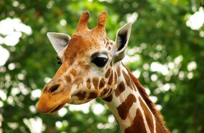 Giraffe-House-01 Giraffe-House-01