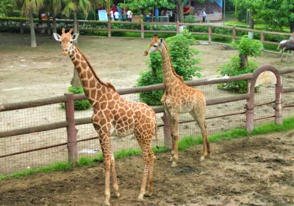 Giraffe-House Giraffe-House