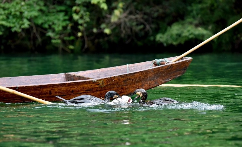 Traditional-Cormorant-Fishing-Performance-Experience Traditional-Cormorant-Fishing-Performance-Experience
